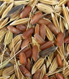 red rice grains