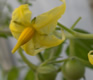 Solanum flowers