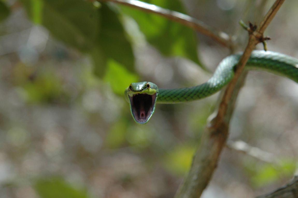 A Leptophis snake from the Dominican Republic