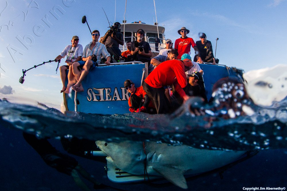 Photo of tiger shark in the Bahamas. Image credit: Jim Aberbathy
