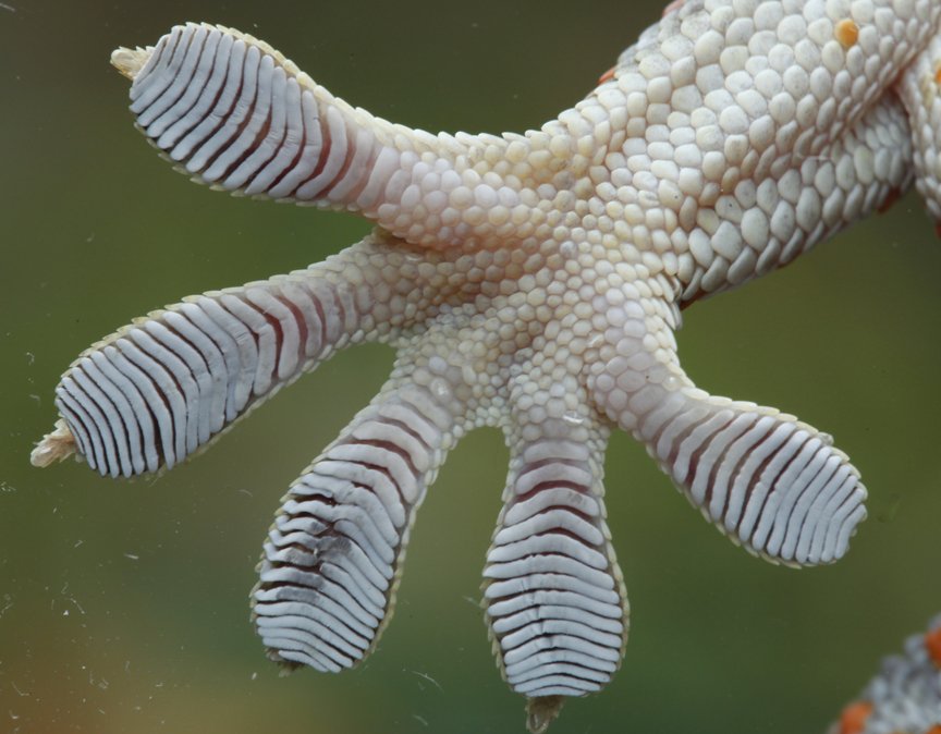 A tokay gecko (Gecko gekko) toepad