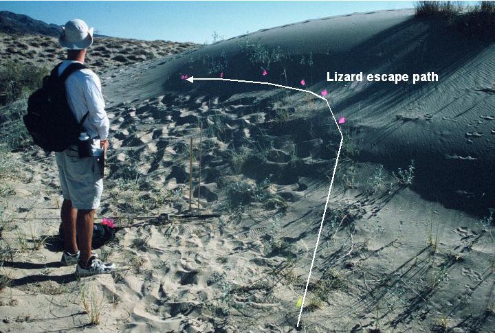 An undergraduate measuring a lizard escape path in the Mojave desert