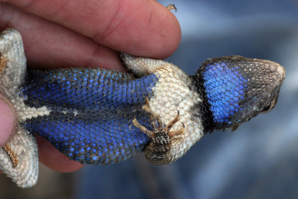 Belly of a Sceloporus lizard from Arizona