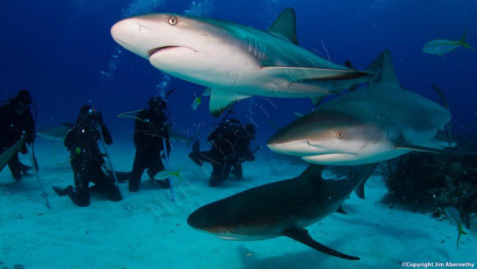 Caribbean Reef sharks (Carcharhinus perezi) in the Bahamas. Image credit: Jim Abernathy