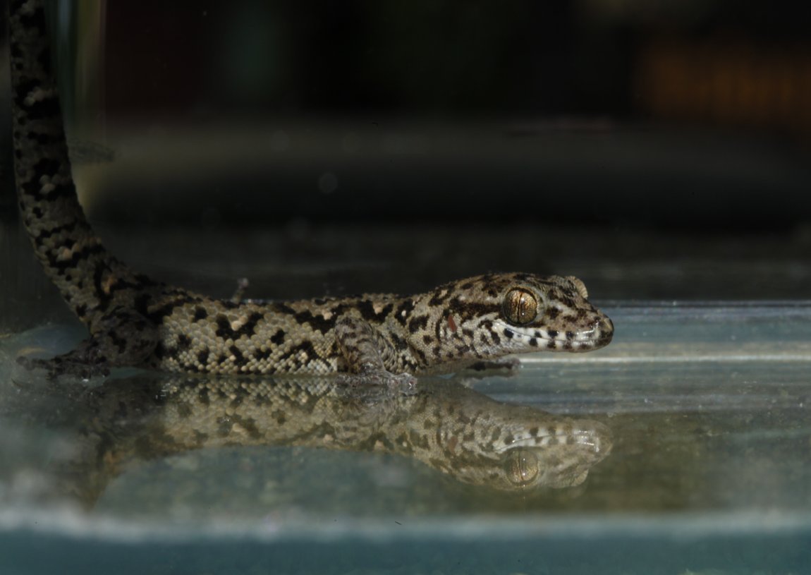 Dixonius gecko from Thailand