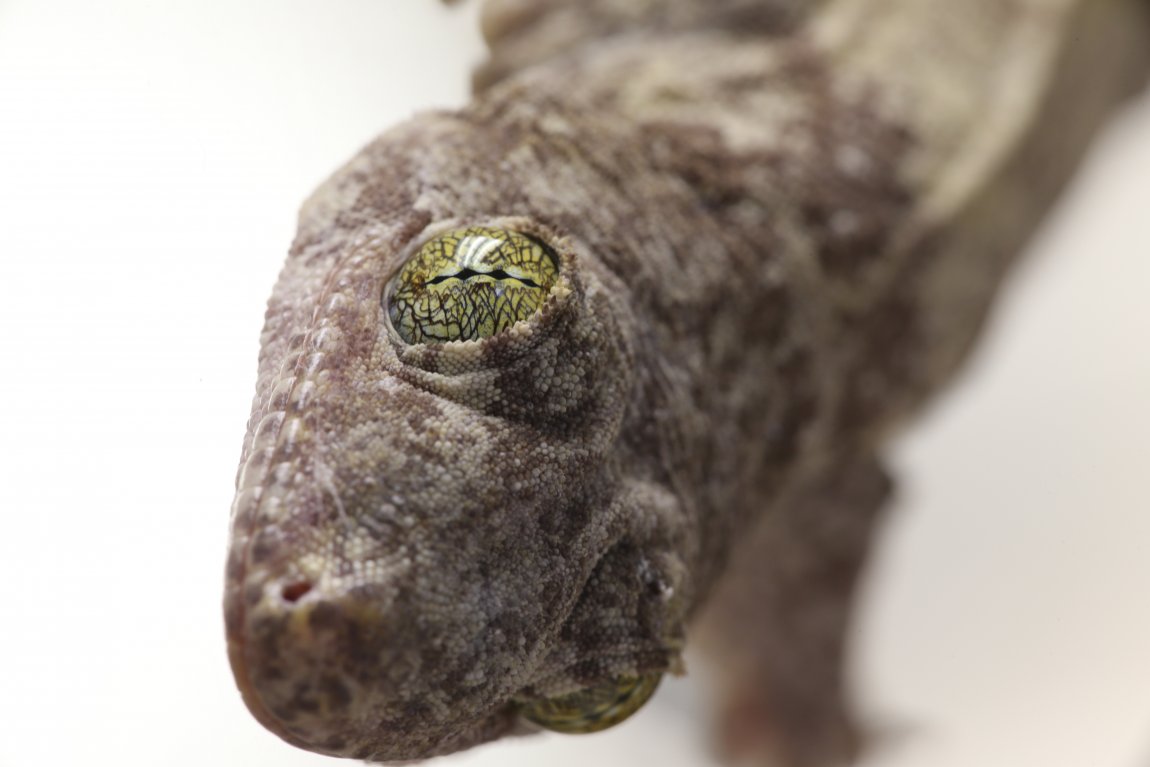 Head of a Gehyra vorax gecko. Image credit: Sean Werle