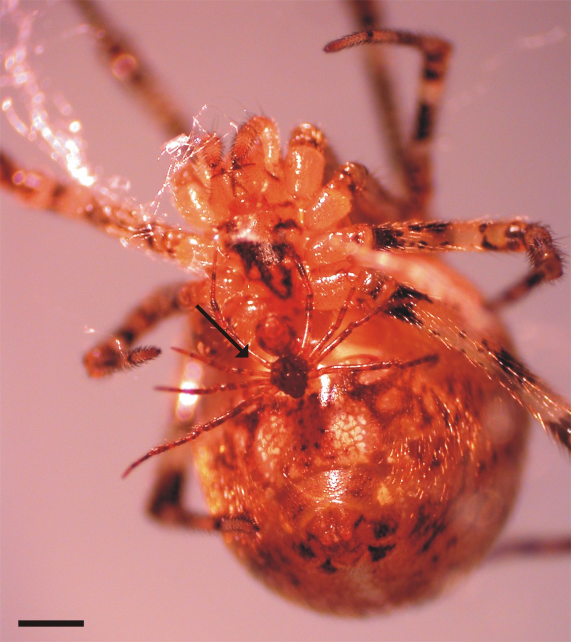 Male and female Tidarren spiders. Image credit: Margarita Ramos