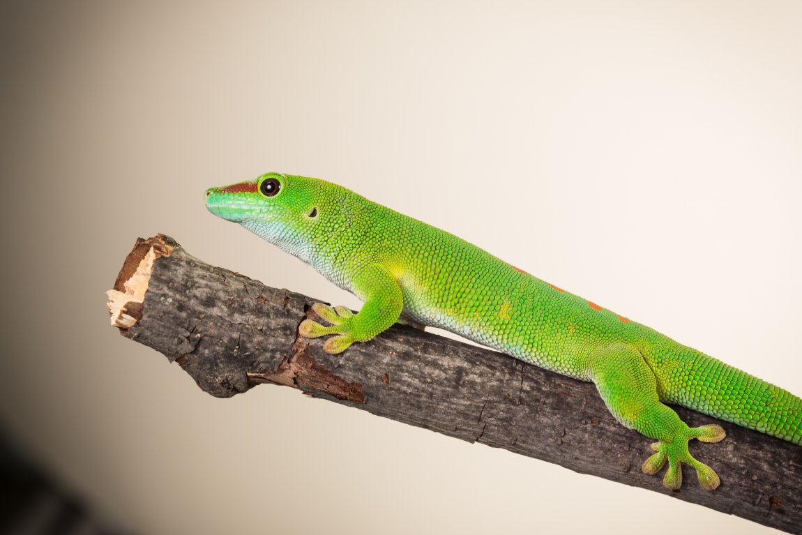 Day Gecko (Phelsuma grandis). Image credit: T. Hoogendyk & A. Slocombe