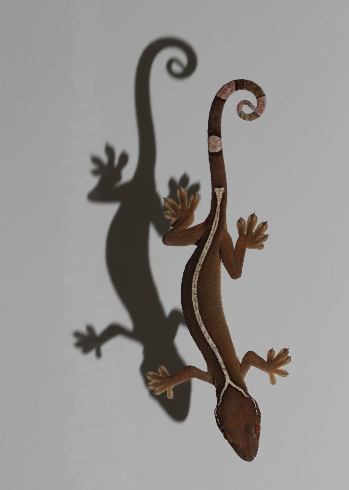 One-lined gecko (Gecko vittatus). Image credit: Sean Werle