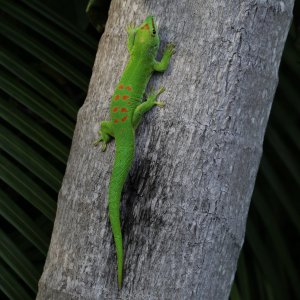 Photo of a day gecko (Phelsuma grandis) in Florida