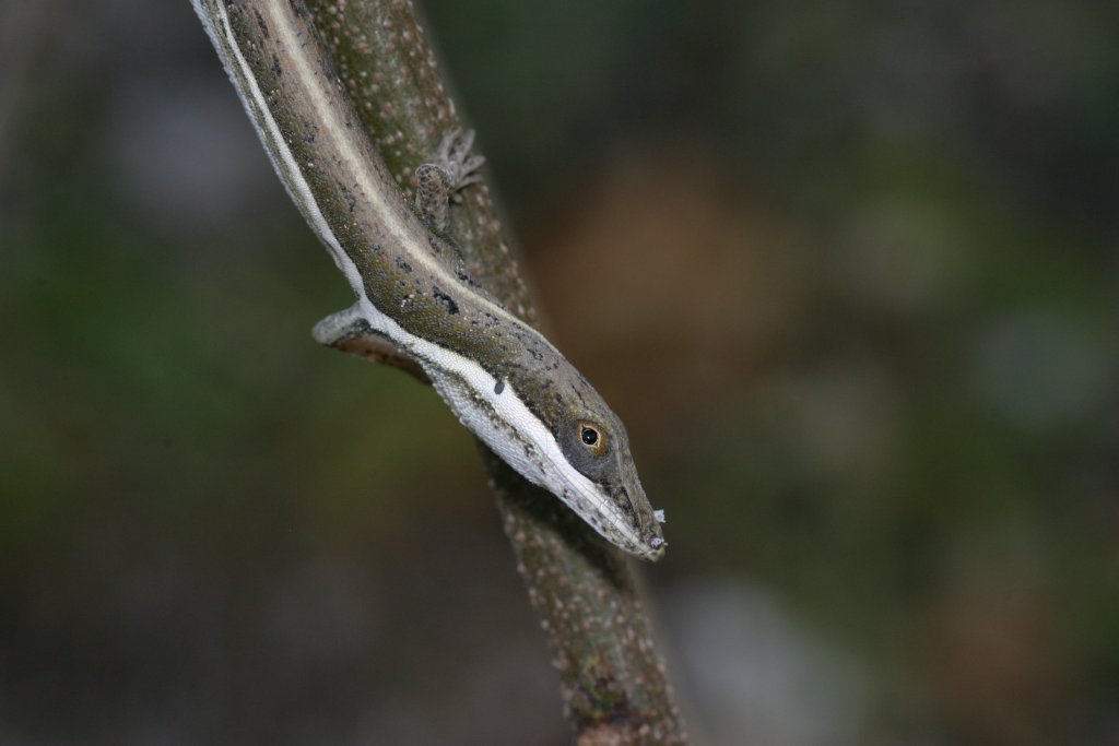 A grass-bush anole (Anolis olssoni) perching on a twig in the Dominican Republic