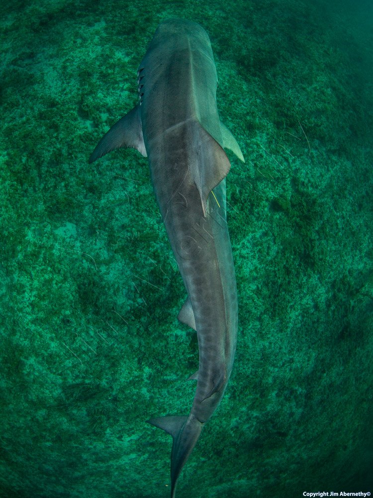 A tiger shark (Galecerdo cuvier) swimming. Image credit: Jim Abernathy