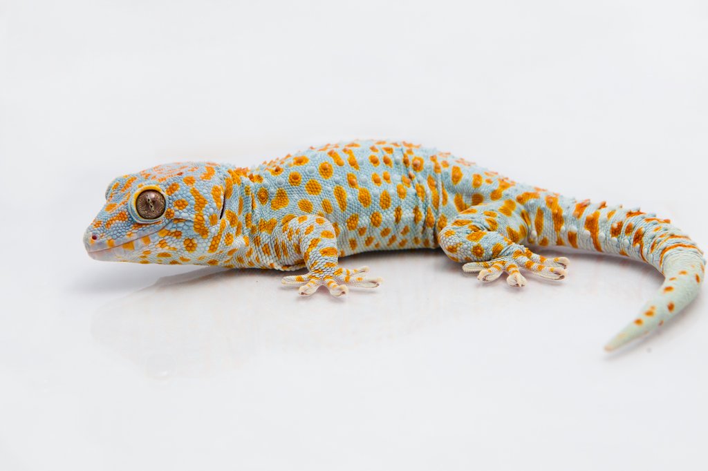 A tokay gecko (Gecko gekko). Image credit: Michael Bartlett