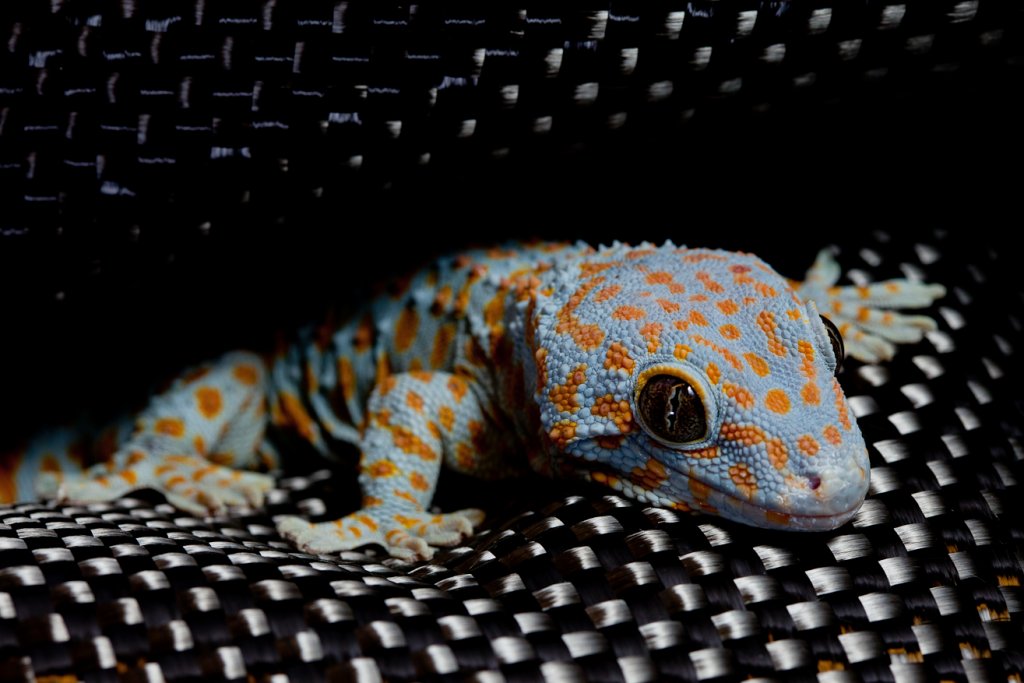 A tokay gecko (Gecko gekko) resting on kevlar. Image credit: John Solem