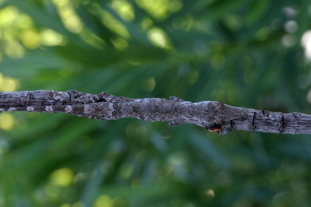 A twig anole (Anolis angusticeps) from the Bahamas