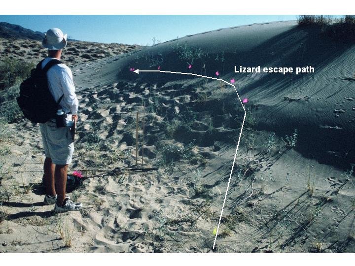 An undergraduate measuring a lizard escape path in the Mojave desert