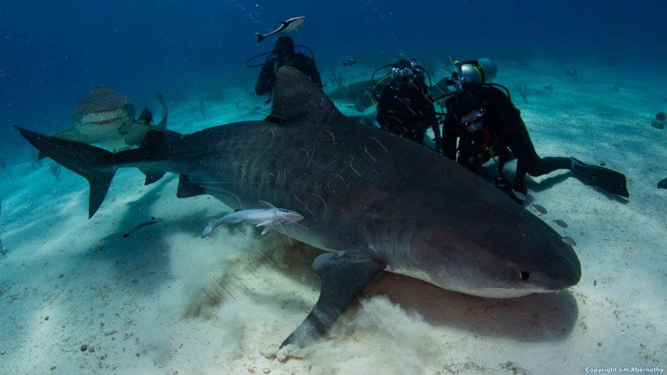 Emma the Tiger shark (Galeocerdo cuvier) in the Bahamas. Image credit: Jim Abernathy