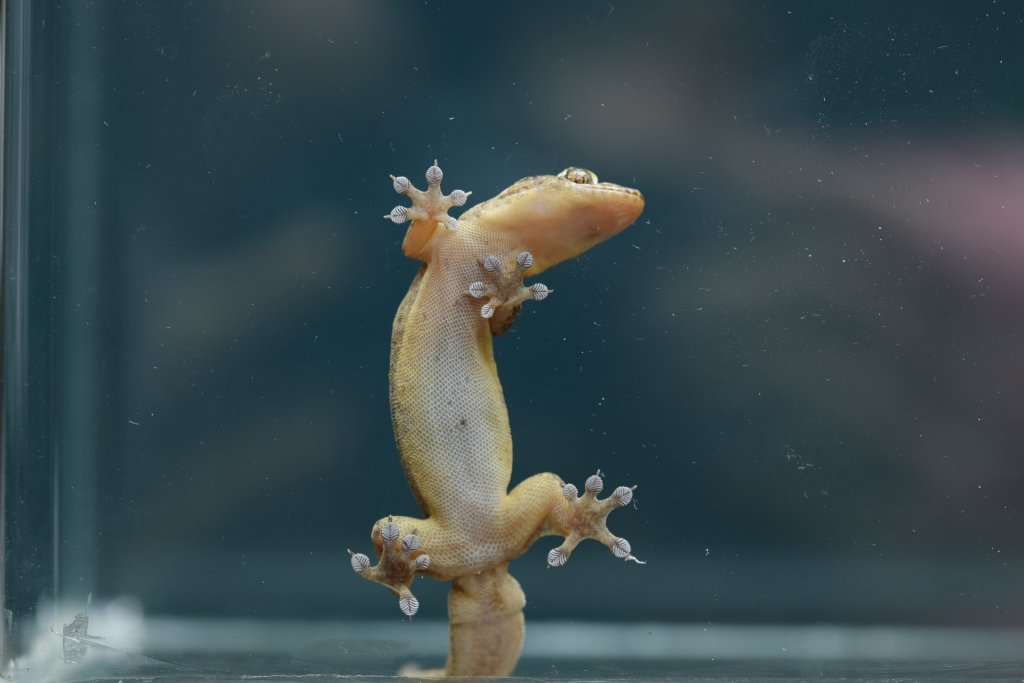 Gehyra mutilata gecko on glass