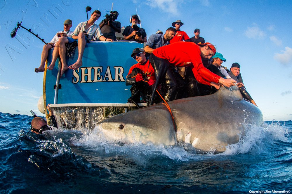 Measuring a large tiger shark (Galeocerdo cuvier) in the Bahamas. Image credit: Jim Abernathy