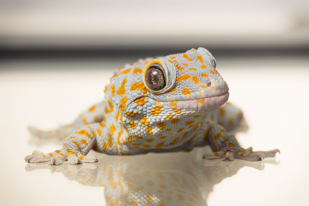 Photo of Tokay Gecko. Image credit: T. Hoogendyk & A. Slocombe
