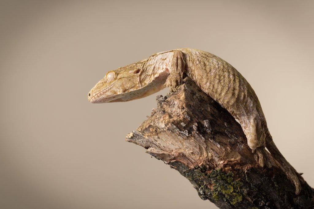 Photo of ...Gecko. Image credit: T. Hoogendyk & A. Slocombe