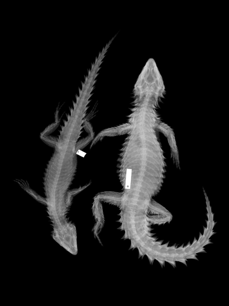 X-rays of lizards. Image credit: Philip Bergmann
