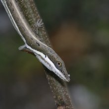 A grass-bush anole (Anolis olssoni) perching on a twig in the Dominican Republic