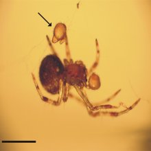 A Tidarren spider that has voluntarily removed one of its pedipalps