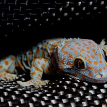 A tokay gecko (Gecko gekko) resting on kevlar. Image credit: John Solem