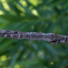 A twig anole (Anolis angusticeps) from the Bahamas
