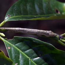 A twig anole (Anolis sheplani) from the Dominican Republic