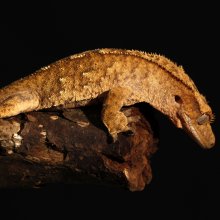 Crested gecko (Rhacodactylus ciliatus)