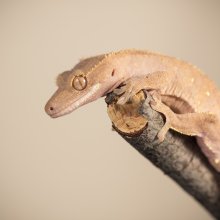 Crested gecko (Rhacodactylus ciliatus). Image credit: T. Hoogendyk & A. Slocombe