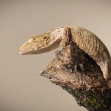 Photo of ...Gecko. Image credit: T. Hoogendyk & A. Slocombe
