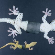Tokay (Gecko gekko) and house (Hemidactylus frenatus) geckos with lead weights, demonstraing their holding power. Image credit: Margarita Ramos