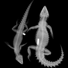 X-rays of lizards. Image credit: Philip Bergmann
