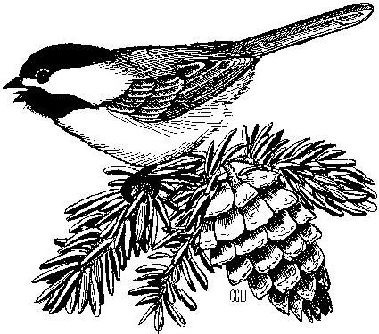 chickadee