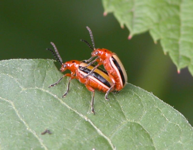 How Many Legs Do Roaches Have