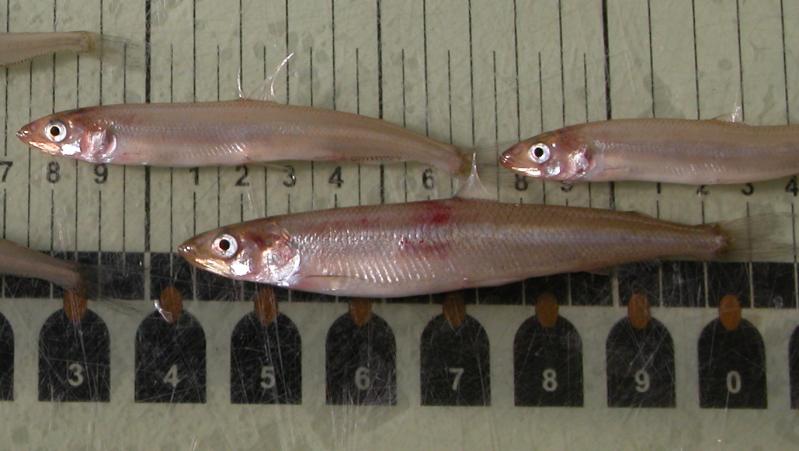 American Smelt