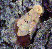 Adult female with egg mass