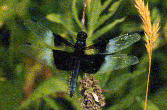 Libellula luctuosa