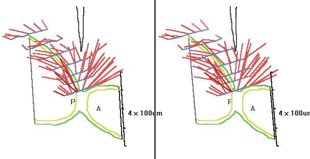 kinemage of Periplaneta americana follicle