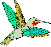 humming bird logo