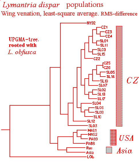 L.dispar populations tree