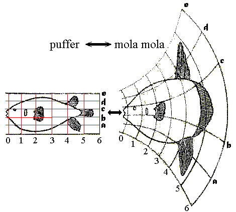 Puffer to Mola mola figure
