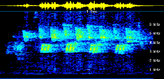 Mourning Warbler sonagram