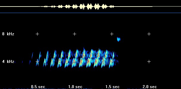 Pine Warbler sonagram