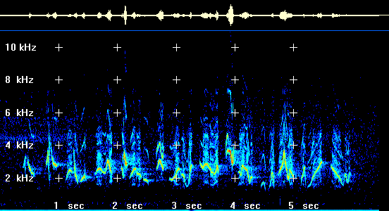 Rose-breasted grossbeak sonagram(42 Kb GIF file)