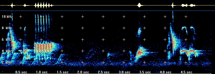 Ruffous-sided towhee sonagram
