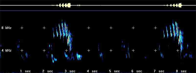 American Redstart sonagram